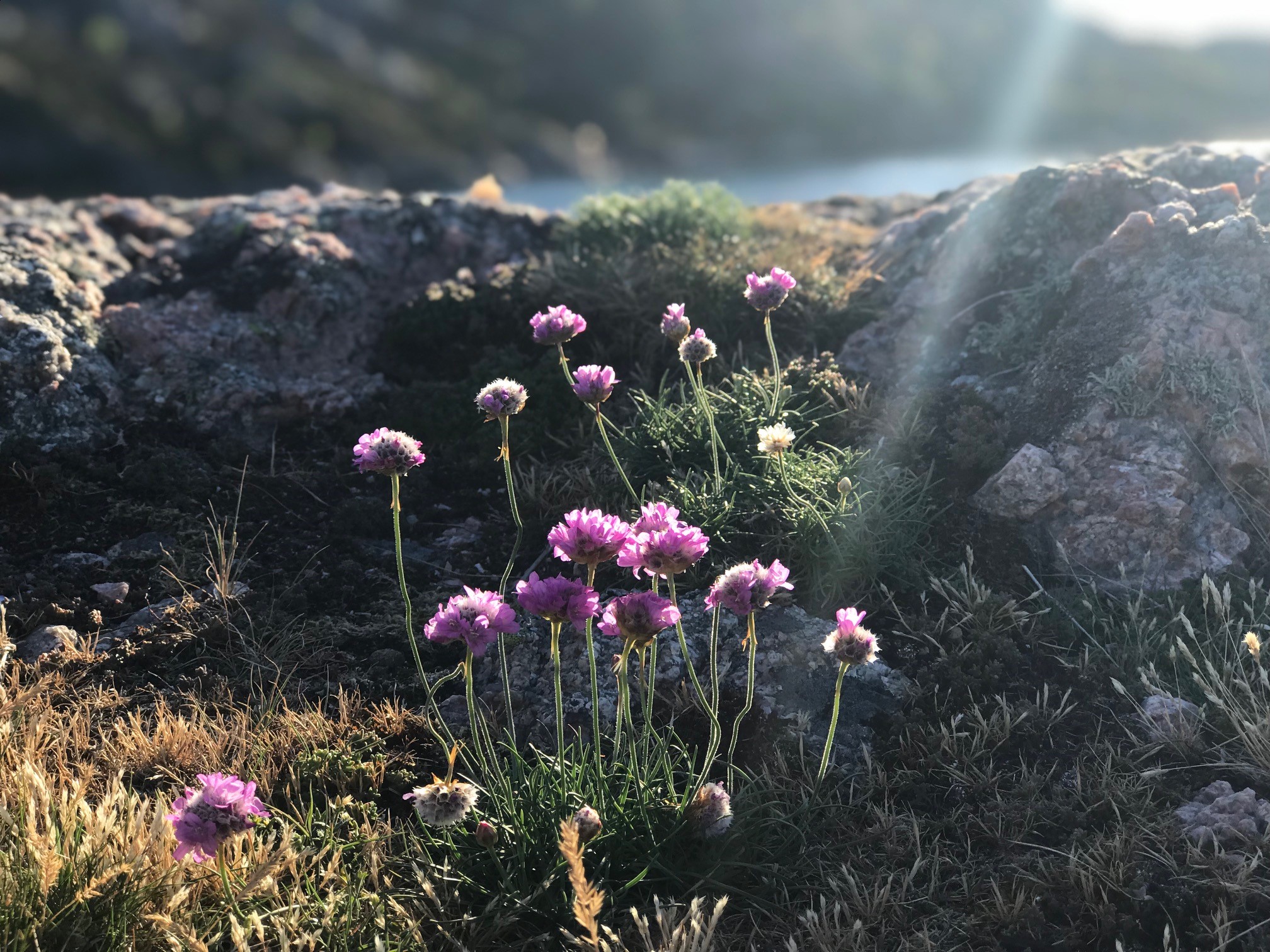 Høstbilde av blomst