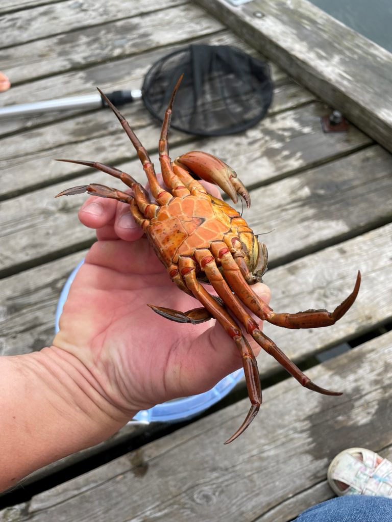 Et barn holder en krabbe