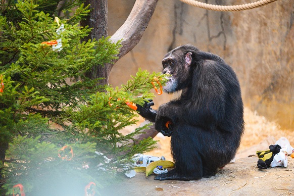 Julius ser på juletreet i Dyreparken