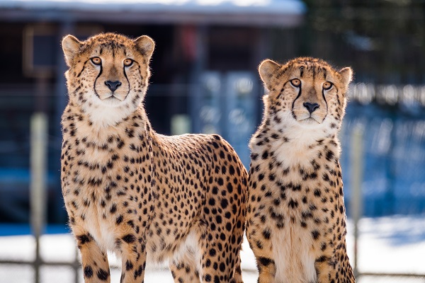 To geparder i Dyreparken ser rett inn i kamera