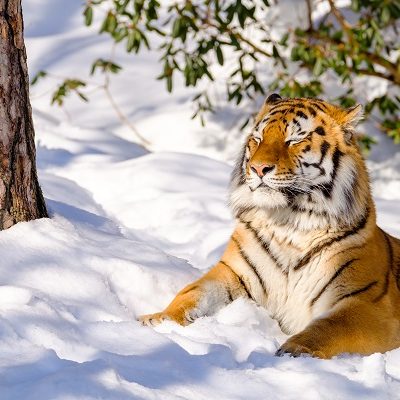 Tiger koser seg i snøen i Dyreparken