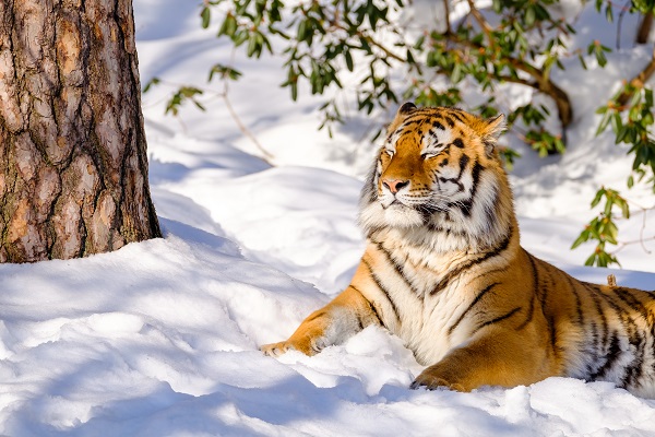 Tiger koser seg i snøen i Dyreparken