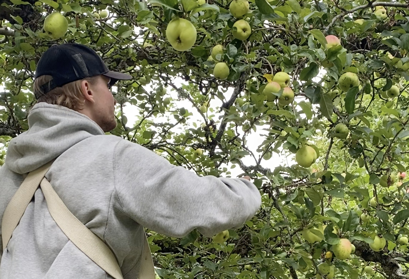 Ungdom plukker epler