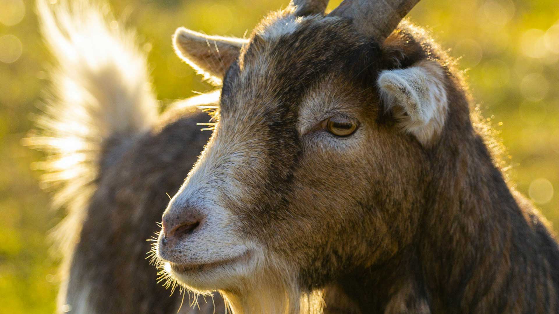 Småbruksidyll