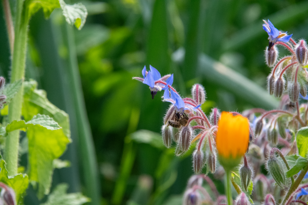 Bilde av andelshage på Slemmestad. En flittig bie jobber med spiselige blomster.