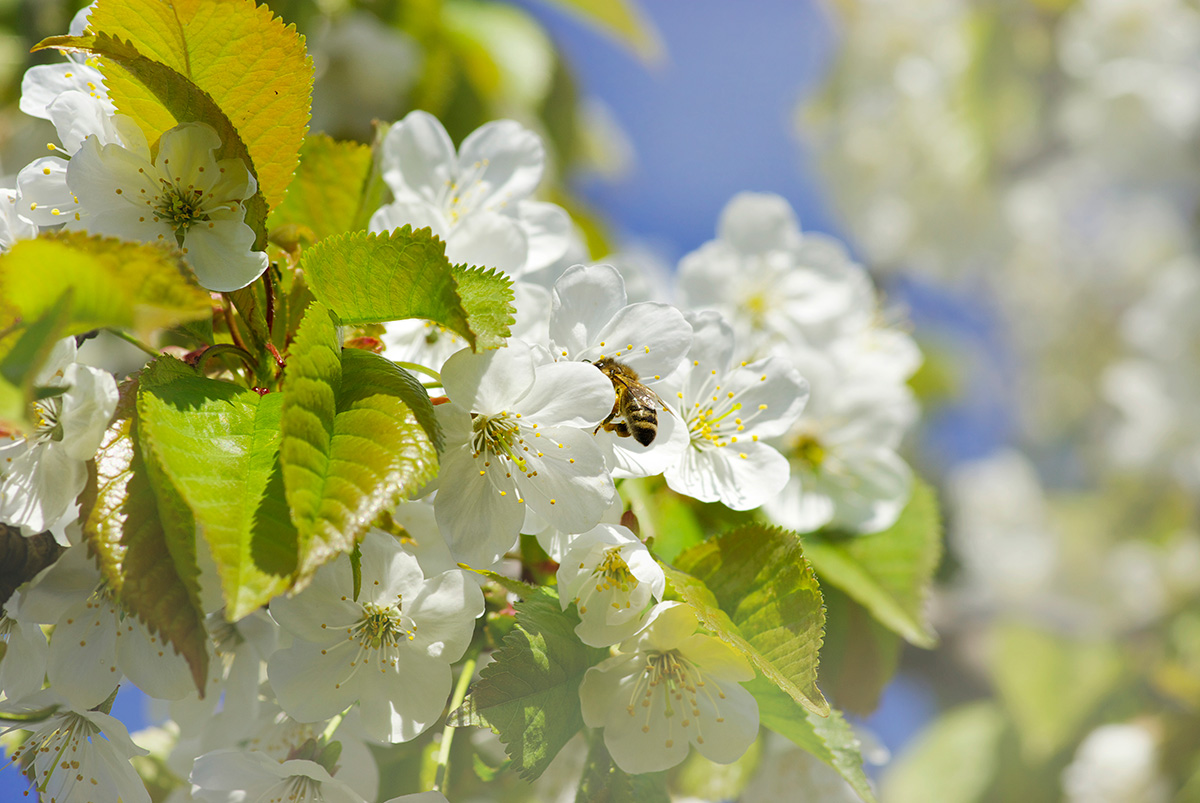 blomster og sol