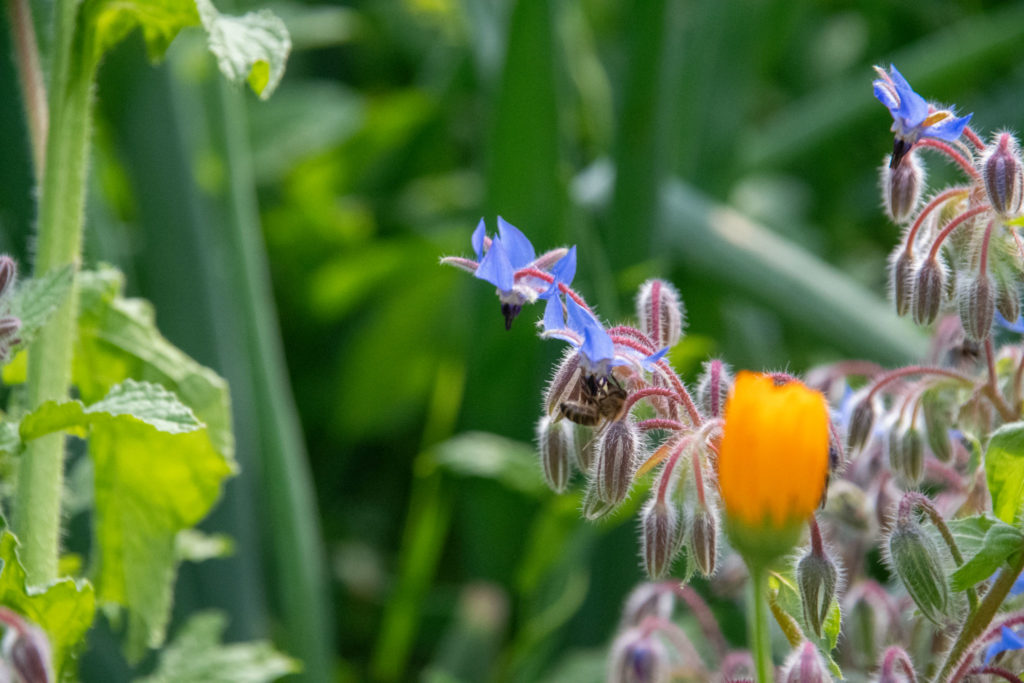 bie og blomster
