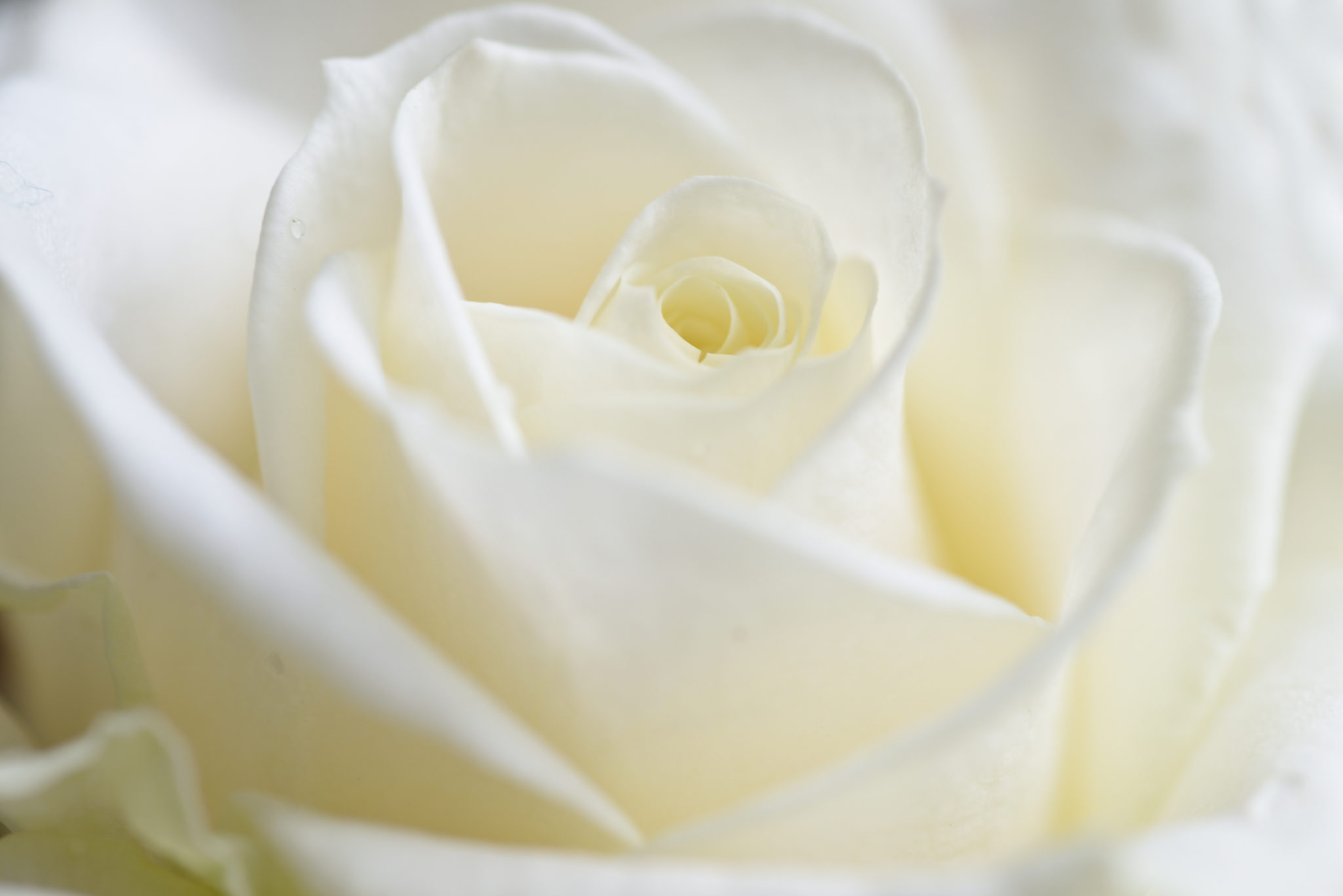 en hvit rose